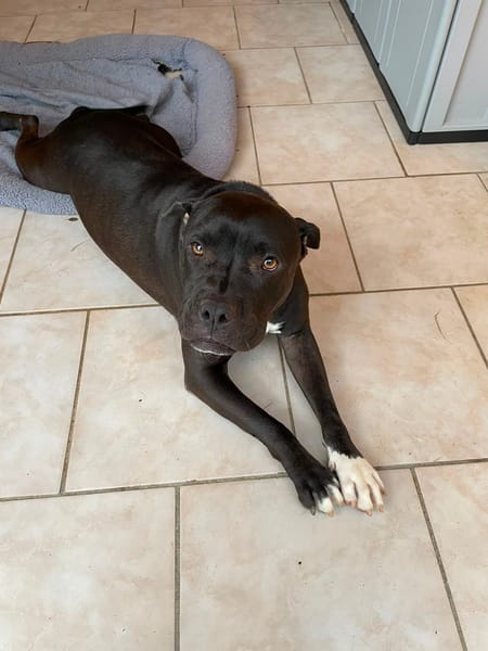 XENA, femelle croisée créole junior