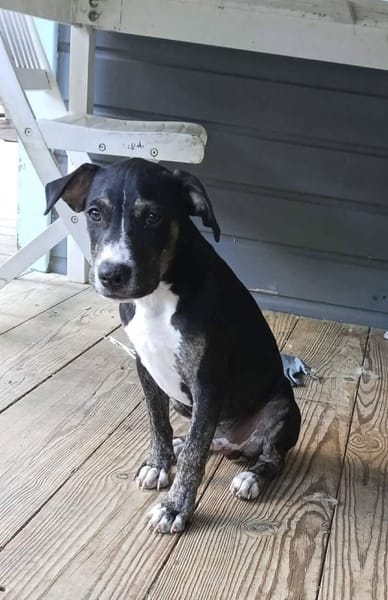 Darwin, le père câlin