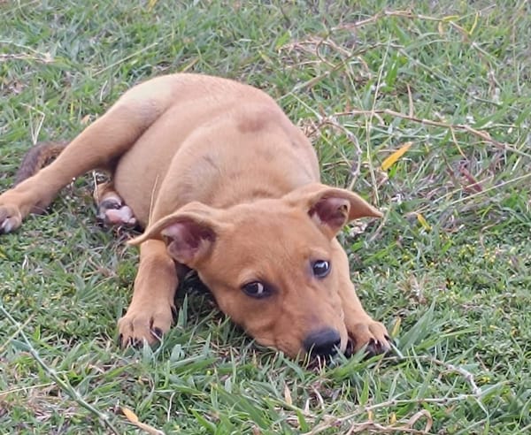 LILOU, chiot femelle Berger Créole