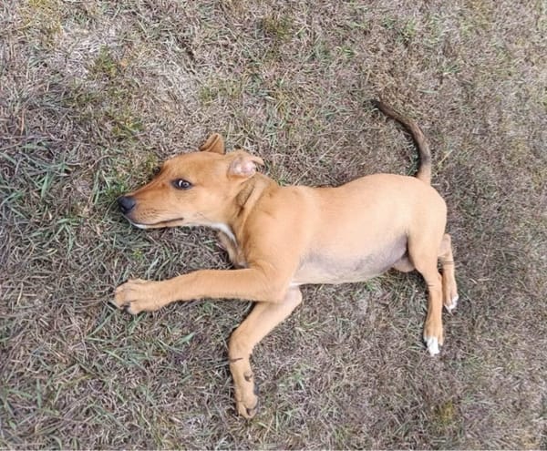 LILOU, chiot femelle Berger Créole