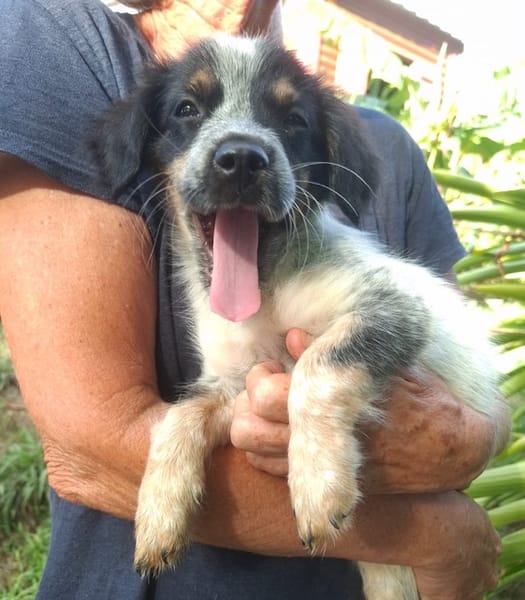MYLÈNE, chiot femelle Croisée Épagneul Breton