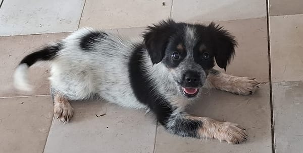 MYLÈNE, chiot femelle Croisée Épagneul Breton