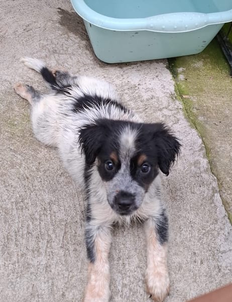 MYLÈNE, chiot femelle Croisée Épagneul Breton