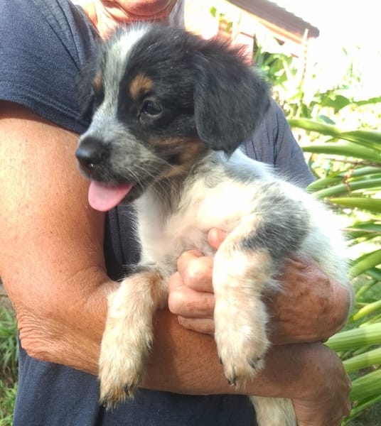 MYLÈNE, chiot femelle Croisée Épagneul Breton