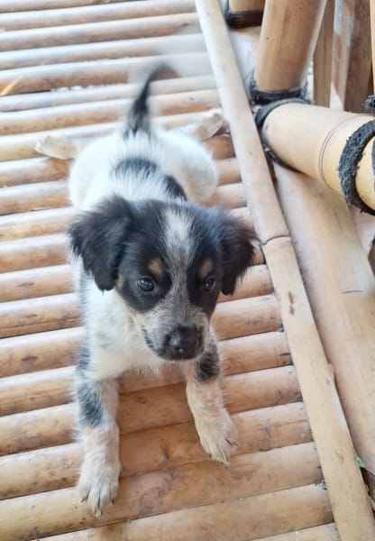 MYLÈNE, chiot femelle Croisée Épagneul Breton