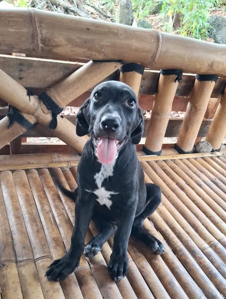 NERA, chiot femelle croisée braque