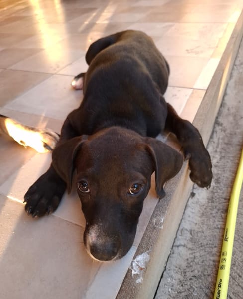 NÉVÉ, chiot femelle croisée braque