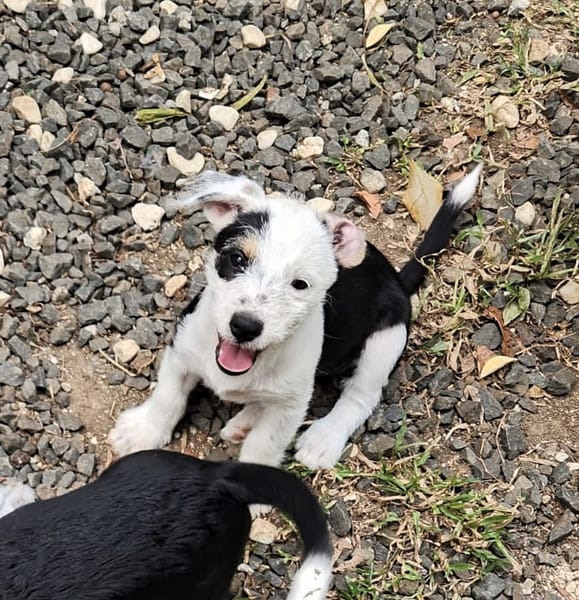 PANDA, chiot femelle Croisée Jack Russel