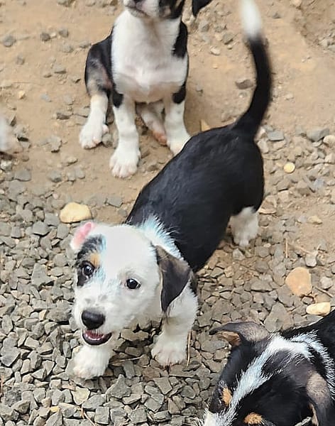 PANDA, chiot femelle Croisée Jack Russel