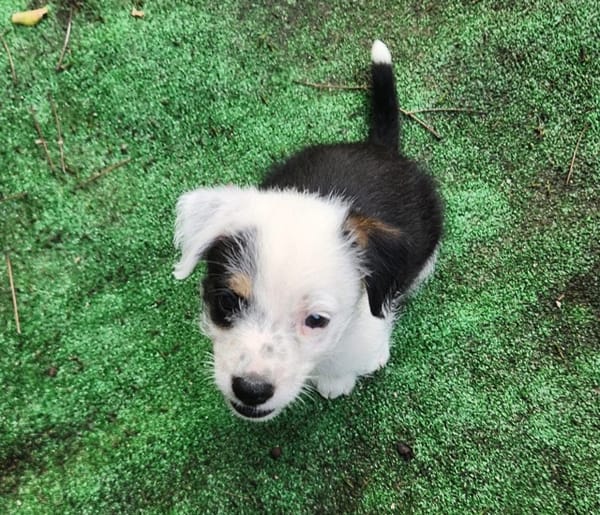 PANDA, chiot femelle Croisée Jack Russel