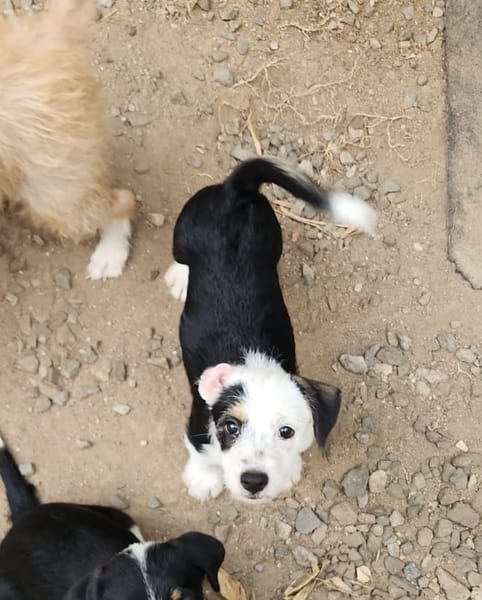 PANDA, chiot femelle Croisée Jack Russel