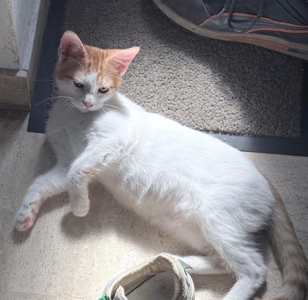 MIEL, chaton créole mâle