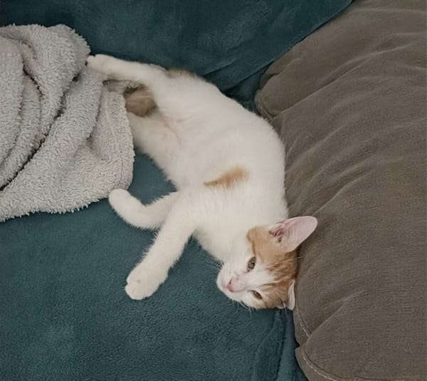 MIEL, chaton créole mâle