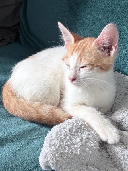 MIEL, chaton créole mâle