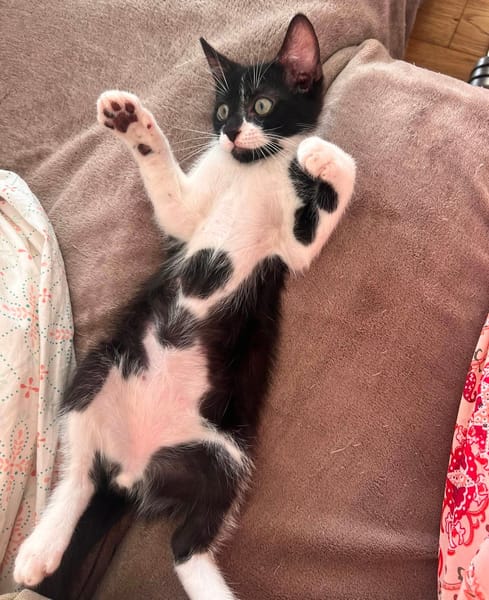 SHIRYU ADOPTABLE AVEC SA SOEUR SAORI OU SEUL SI VOUS AVEZ DÉJÀ UN CHAT PRÉSENT CHEZ VOUS