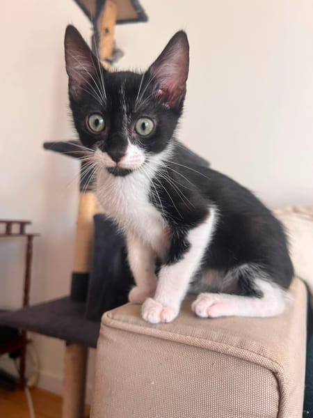 SHIRYU ADOPTABLE AVEC SA SOEUR SAORI OU SEUL SI VOUS AVEZ DÉJÀ UN CHAT PRÉSENT CHEZ VOUS