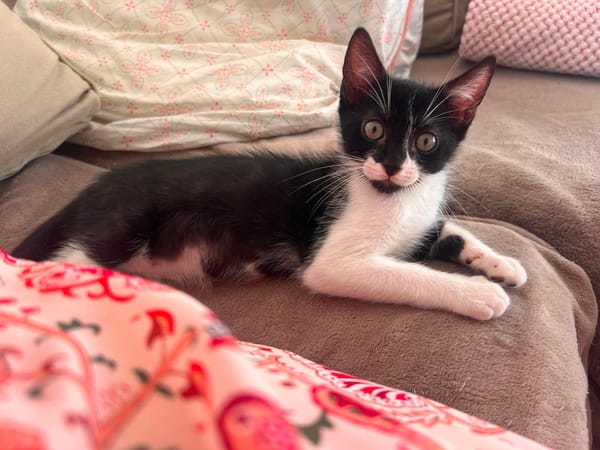 SHIRYU ADOPTABLE AVEC SA SOEUR SAORI OU SEUL SI VOUS AVEZ DÉJÀ UN CHAT PRÉSENT CHEZ VOUS