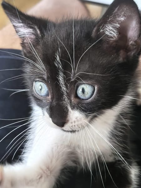 SHIRYU ADOPTABLE AVEC SA SOEUR SAORI OU SEUL SI VOUS AVEZ DÉJÀ UN CHAT PRÉSENT CHEZ VOUS