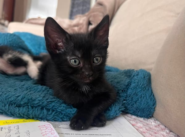 SAORI ADOPTABLE AVEC SON FRÈRE SHIRYU OU SEULE SI VOUS AVEZ DÉJÀ UN CHAT PRÉSENT CHEZ VOUS