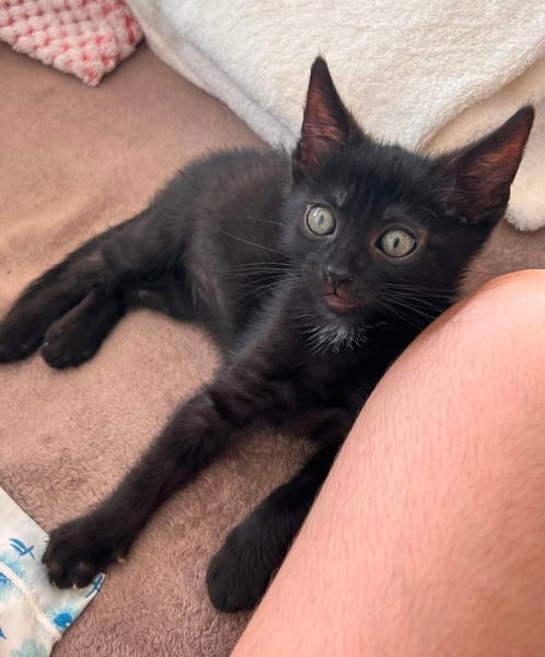 SAORI ADOPTABLE AVEC SON FRÈRE SHIRYU OU SEULE SI VOUS AVEZ DÉJÀ UN CHAT PRÉSENT CHEZ VOUS