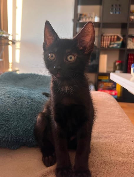 SAORI ADOPTABLE AVEC SON FRÈRE SHIRYU OU SEULE SI VOUS AVEZ DÉJÀ UN CHAT PRÉSENT CHEZ VOUS