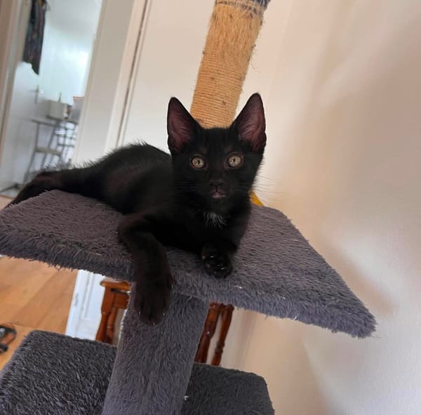 SAORI ADOPTABLE AVEC SON FRÈRE SHIRYU OU SEULE SI VOUS AVEZ DÉJÀ UN CHAT PRÉSENT CHEZ VOUS