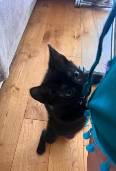 SAORI ADOPTABLE AVEC SON FRÈRE SHIRYU OU SEULE SI VOUS AVEZ DÉJÀ UN CHAT PRÉSENT CHEZ VOUS