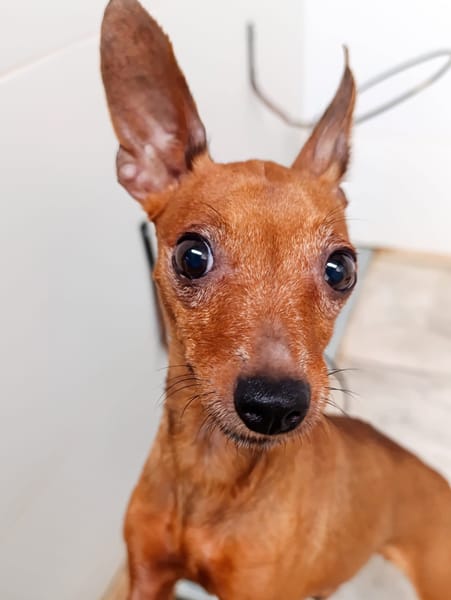 ALFONSITA