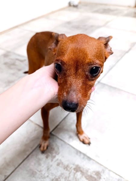 ALFONSITA