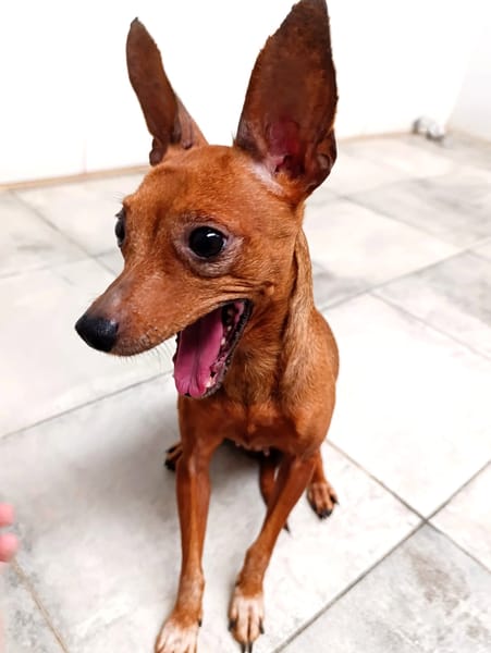 ALFONSITA