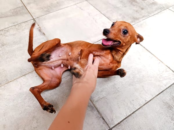 ALFONSITA