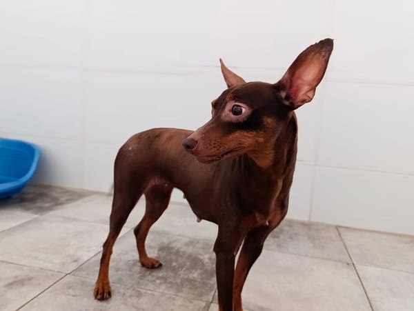 CANELA