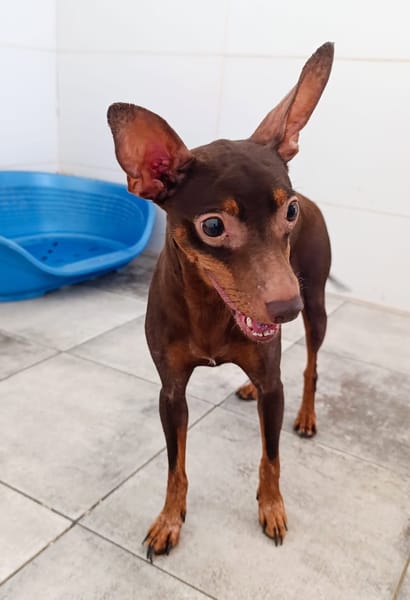 CANELA