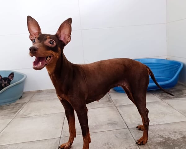 CANELA
