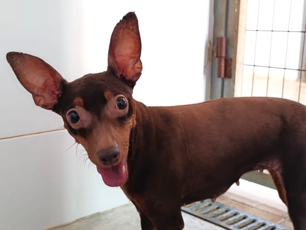 CANELA