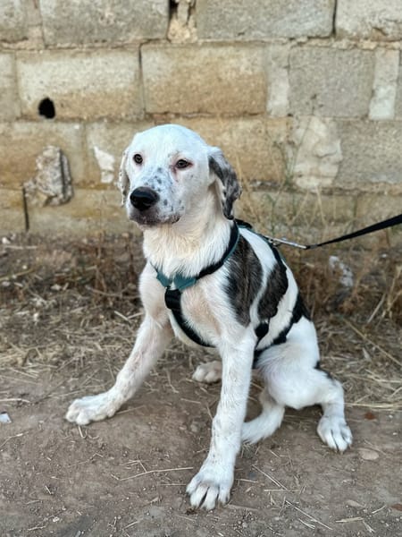 PEKA (ANIMALEA)