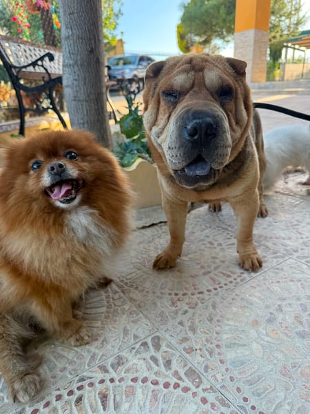 SUMO (MARTINA)