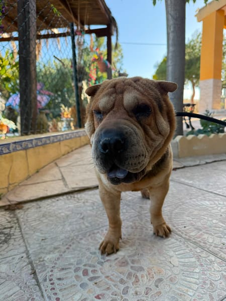 SUMO (MARTINA)