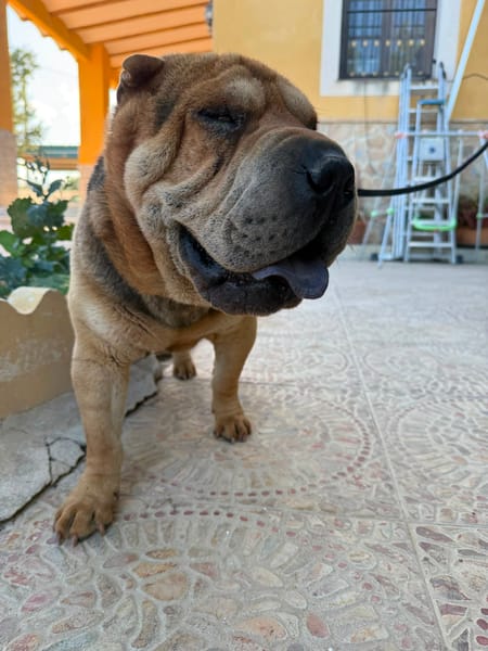 SUMO (MARTINA)