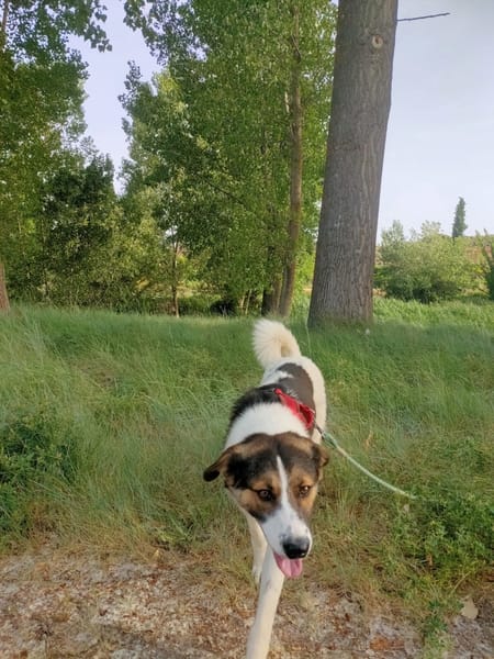 ISLA