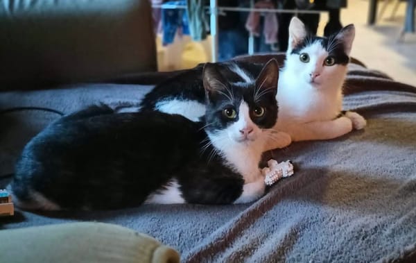 Paco et olympe