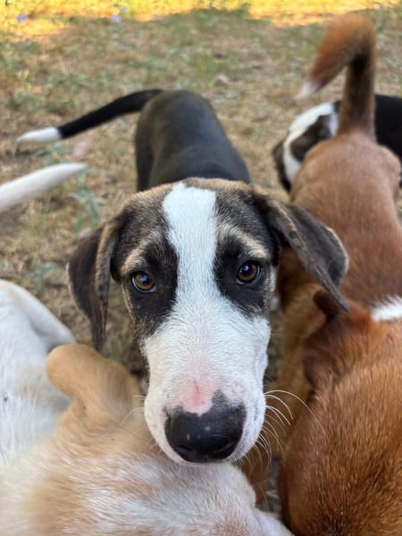 Nova