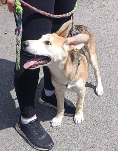 Kleiner Nanook🌺 wünscht sich Kuschelflat