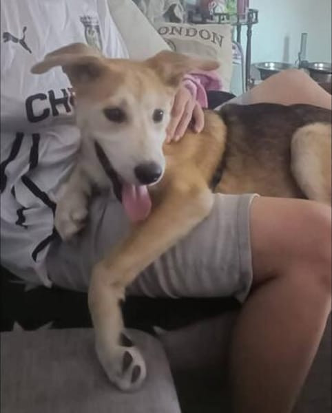 Kleiner Nanook🌺 wünscht sich Kuschelflat