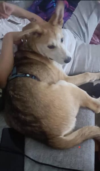 Kleiner Nanook🌺 wünscht sich Kuschelflat