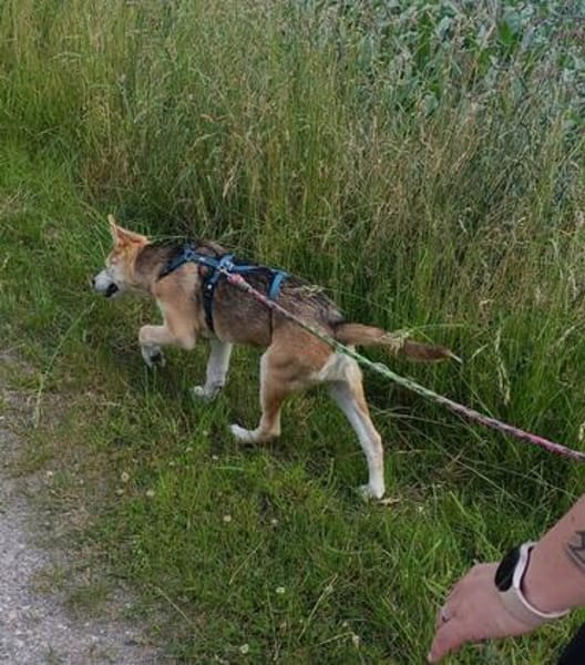 Kleiner Nanook🌺 wünscht sich Kuschelflat