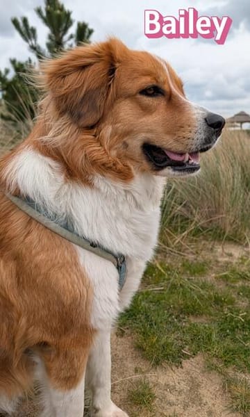 Bailey - aufmerksam und sensibel