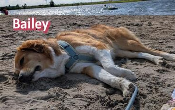 Bailey - aufmerksam und sensibel