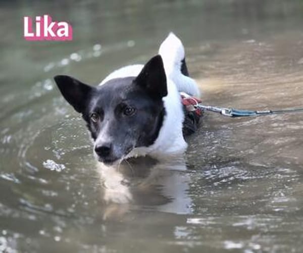 Vermittlungshilfe Lika; Unternesselbach