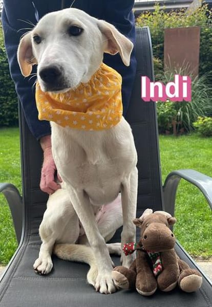 Indi - verschmust und lernwillig
